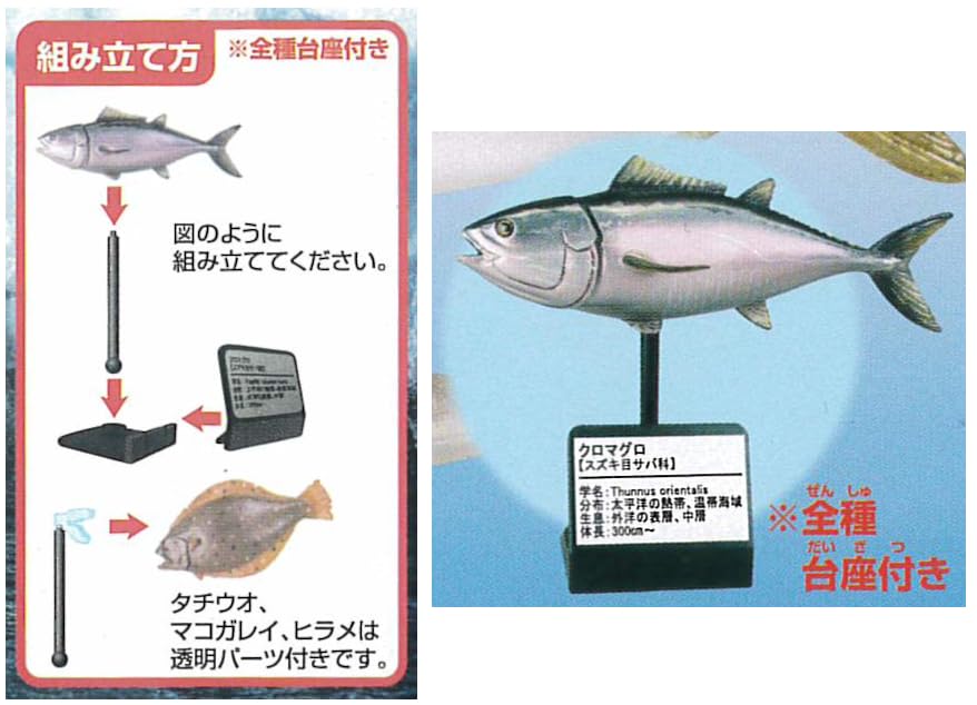 Amazon | ガチャガチャ 原色シリーズ 原色海水魚図鑑 全12種（2021年